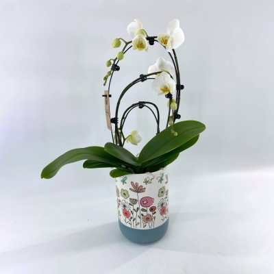 Orchid in tall floral pot