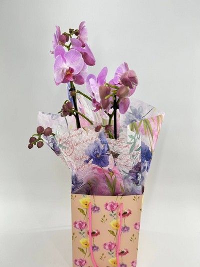 Orchid Plant
