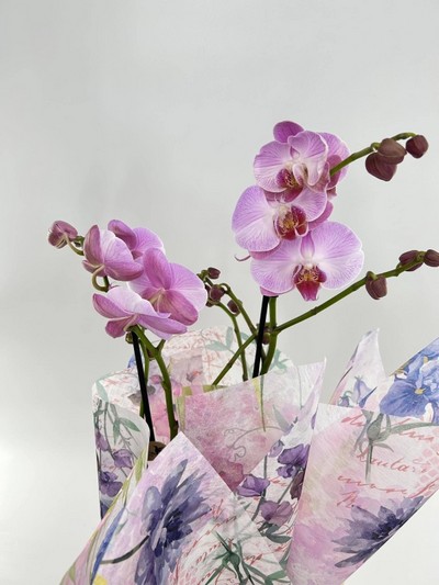 Orchid Plant