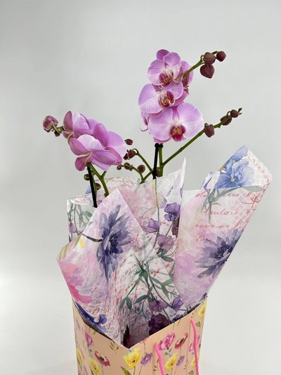 Orchid Plant