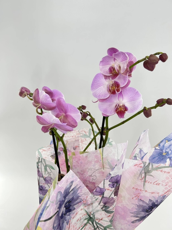 Orchid Plant