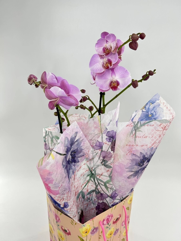 Orchid Plant