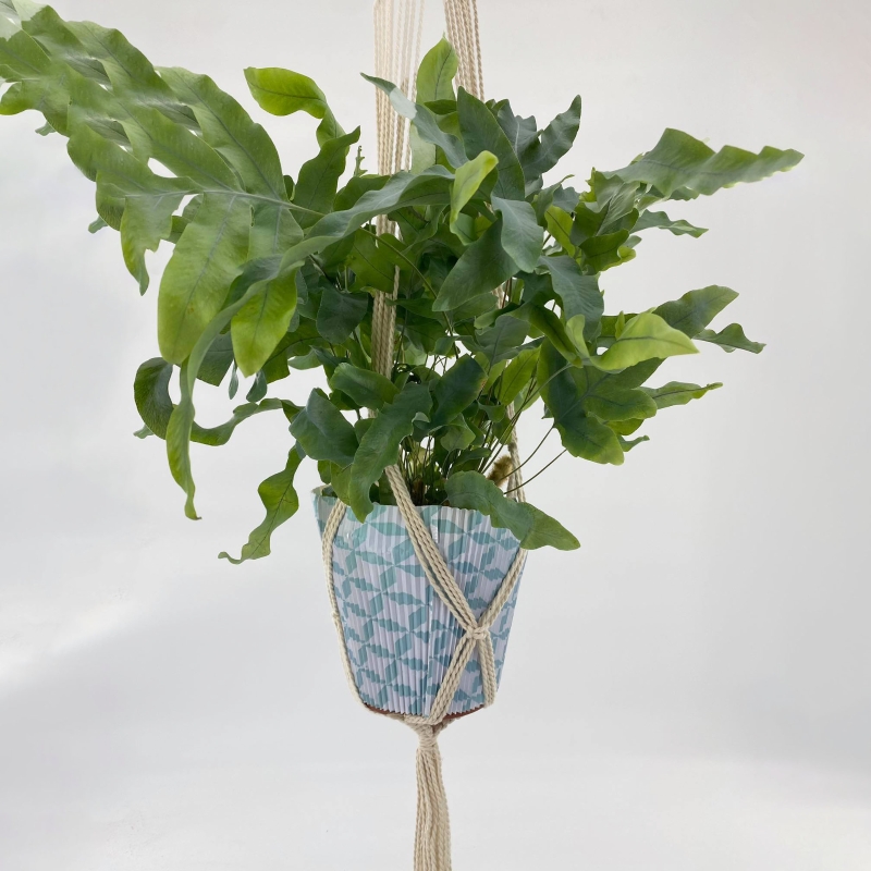 Phlebodium Macramé Planter